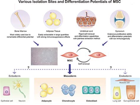 Frontiers Recent Developments In Clinical Applications Of Mesenchymal