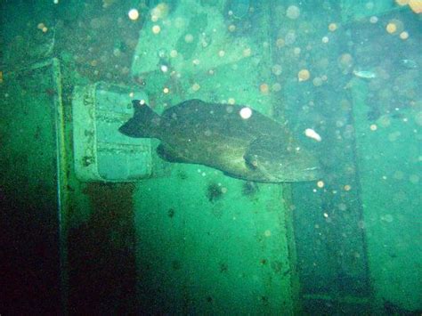 USS Kittiwake - Picture of Kittiwake Shipwreck & Artificial Reef, West ...