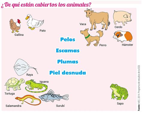 Clasificación De Los Animales Según La Cobertura De Su Cuerpo Escolar