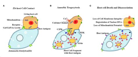 Model For Host Cell Killing Via Amoebic Trogocytosis Entamoeba Download Scientific Diagram