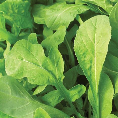 Arugula Seeds Astro 2 G Packet 1000 Seeds Non Gmo Heirloom