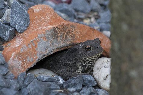 Frogscaping: Create a Frog Friendly Backyard Habitat — Fox Run ...