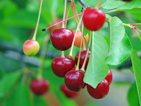 Sour Cherry Tree Royalty Free Stock Photography - Image: 3254427