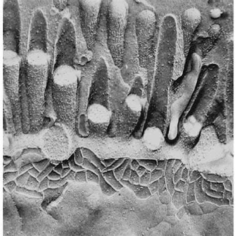 Freezefracture Image Of The Rat Intestinal Epithelium The Freeze