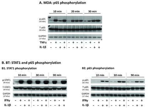 Stimulation Of Mda Mb Cells By Tnf Il And Of Bt Cells By