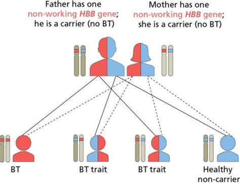 Beta Thalassemia What Is It And What Causes It The Waiting Room