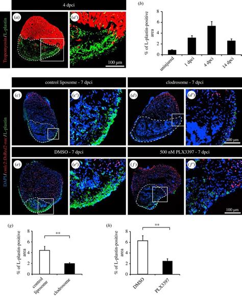 Clodronate Liposome Injections And Plx Treatment Efficiently