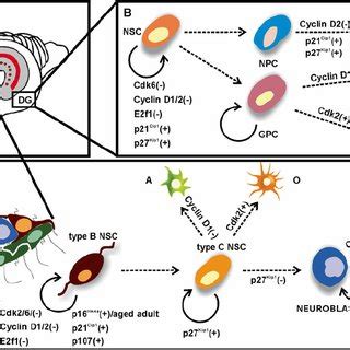 Cell Cycle Regulation Cell Cycle Components Discussed In This Review