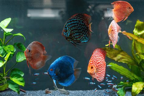 Overview Of Discus Fish Memfish Dot Net