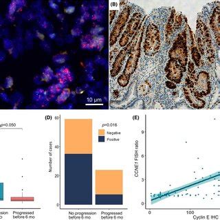 Fluorescence In Situ Hybridization FISH And Immunohistochemistry