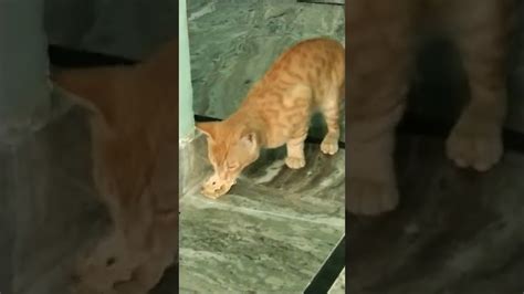 Funny Pussy Cat Doing Meaw Meaw Youtube