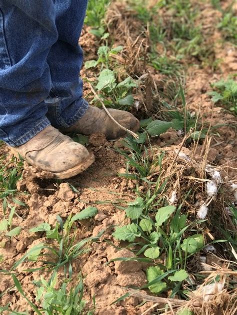 Cover Crops For Weed Management And Conservation Agriculture In Texas