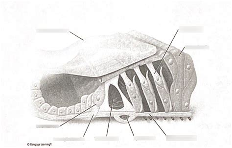 Basilar Membrane Exam 3 Diagram | Quizlet