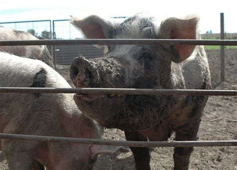 La porcicultura genera 37 mil puestos de trabajo ASAC String agro clásico