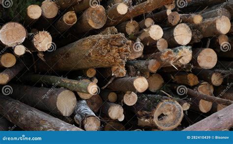 Wooden Logs Stacked In The Woods Stock Image Image Of Wooden Stack