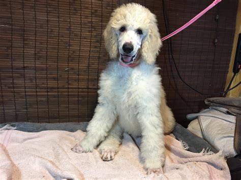 Are Poodles Clean Dogs