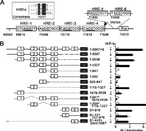 The KSHV Rta Promoter Contains Functional Hypoxia Responsive Elements