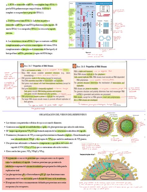 SOLUTION Sintesis De Macromoleculas Studypool