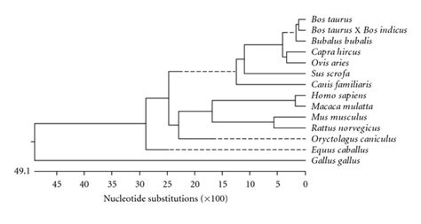 Phylogenetic Analysis Of Crossbred Cattle Bos Indicus X Bos Taurus