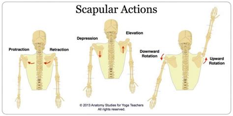 Protraction And Retraction Of Scapula