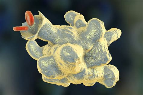 Amebíase Entamoeba Histolytica Ciclo Sintomas Tratamento