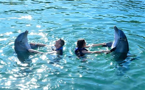 Swim With Dolphins In Xcaret All Inclusive Offer Delphinus