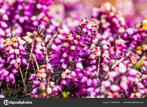 Common Heather Flower Calluna Vulgaris Pink Velvet Color Background