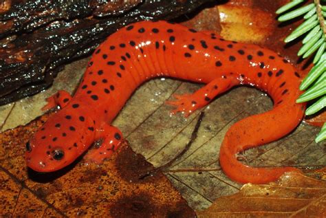 Pseudotriton Montanus Midland Mud Salamander Ohio March Mike