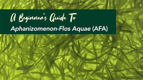 A Beginners Guide To Aphanizomenon Flos Aquae Afa Youtube