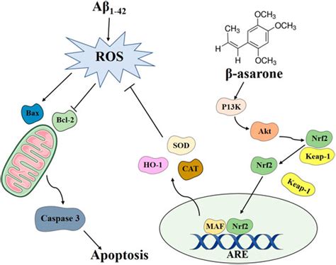 Frontiers β Asarone Ameliorates β Amyloidinduced Neurotoxicity In