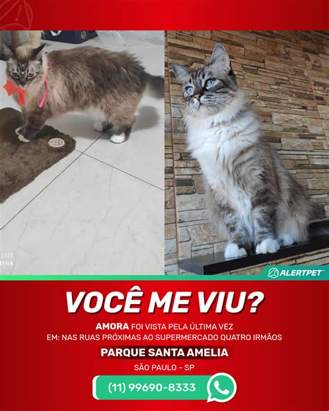 Gato Perdido S O Paulo Sp Amora Alertpet