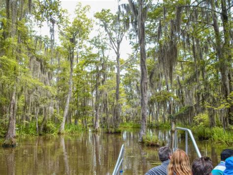 Swamp Tour In New Orleans What To Expect Info Photos And The Best Tours