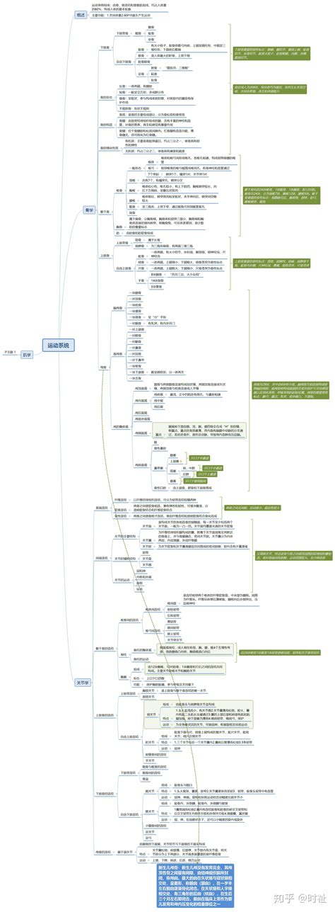 解剖学思维导图 知乎