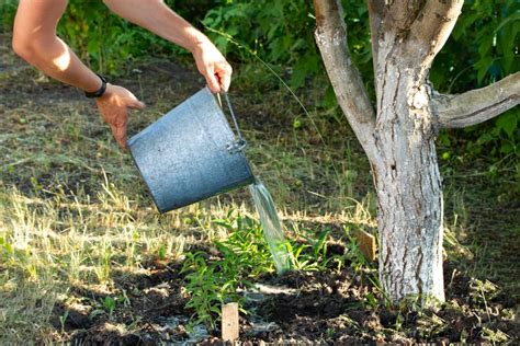 You Can Use Bleach To Kill Weeds But That Doesnt Mean You Should