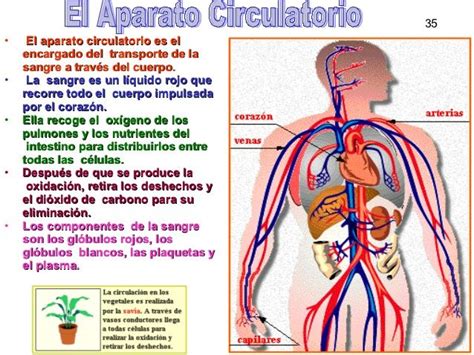 Cuadros sinópticos sobre el aparato circulatorio para descargar | Cuadro Comparativo | Aparato ...