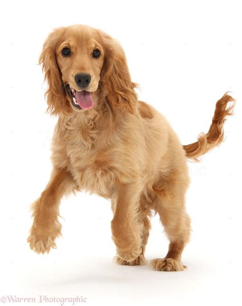 Dog: Golden Cocker Spaniel photo WP41214