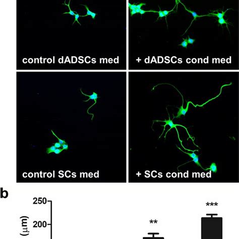 Exosomes Enhance Neurite Outgrowth A NG10815 Neurons Treated With