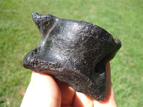 Stunning Glossy Black Llama Astragalus | Artiodactyl | FOSSILS ...