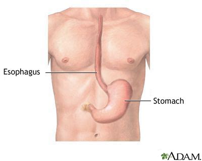 Esophagus And Stomach Anatomy MedlinePlus Medical Encyclopedia Image