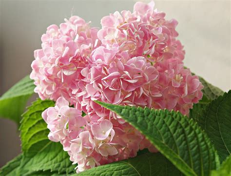 Антонов Сад Гортензия метельчатая Hydrangea paniculata Pink and Rose