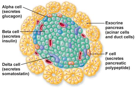 What Is The Endocrine Function Of The Pancreas