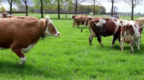 Koeien Naar Buiten Bij Boerderij Hoeve Overa Youtube