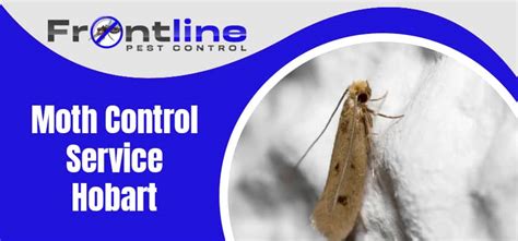 Moth Control Hobart - Front Line Pest Control