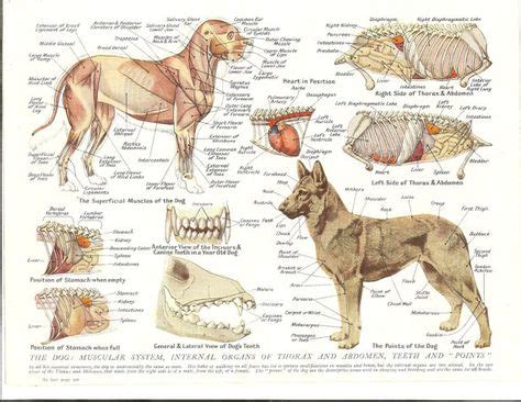 24 Canine anatomy ideas | anatomy, canine, dog anatomy