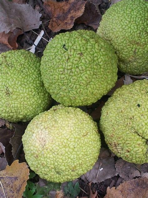 Hedge Apples Hedge Apples Hedges Farm