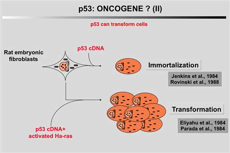 The Tp Website P As An Oncogene