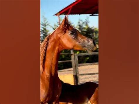 #خيل_عربي_اصيل #جمال_الخيل_العربي #مقدادي_عشق_الخيل #حصان #mig #صهيل