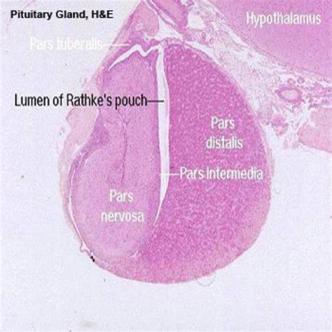 Hypothalamus And Pituitary Gland Histology