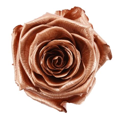 Preserved Rose Gold Rose Fiftyflowers