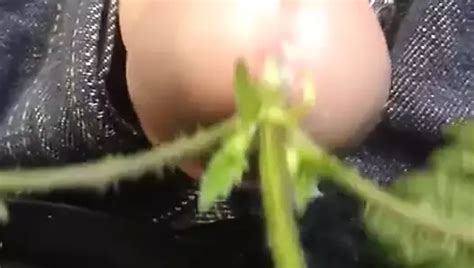 Showing Extreme Pierced Cock At Nude Beach Gay Porn A4 XHamster